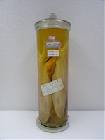 藏品(虱目魚)的圖片